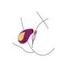 XOCOON - ESTIMULADOR DE AMOR DIVINO MORADO